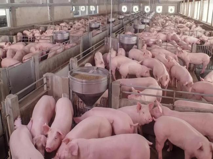 ИСПОЛЬЗОВАНИЕ БЕТАИНА ПОРОСАМ, ОТМЕТКАМ И СМЕСИТЕЛЬНЫМ СВИНЬЯМ